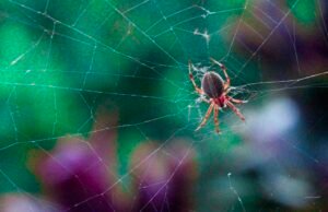Spider Photo, by noted bug photographer, Penelope Torribio
