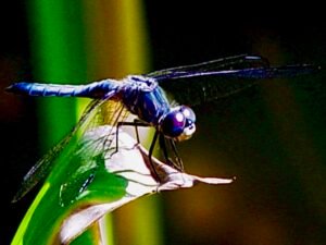 A dragonfly, which happens to look like a cartoon, by Penelope Torribio