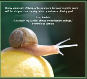 Photo of snail on lemon, from Penelope's book, Einstein in My Garden, photo and reflection on bugs.